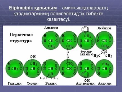 Первичная полипептидная цепь