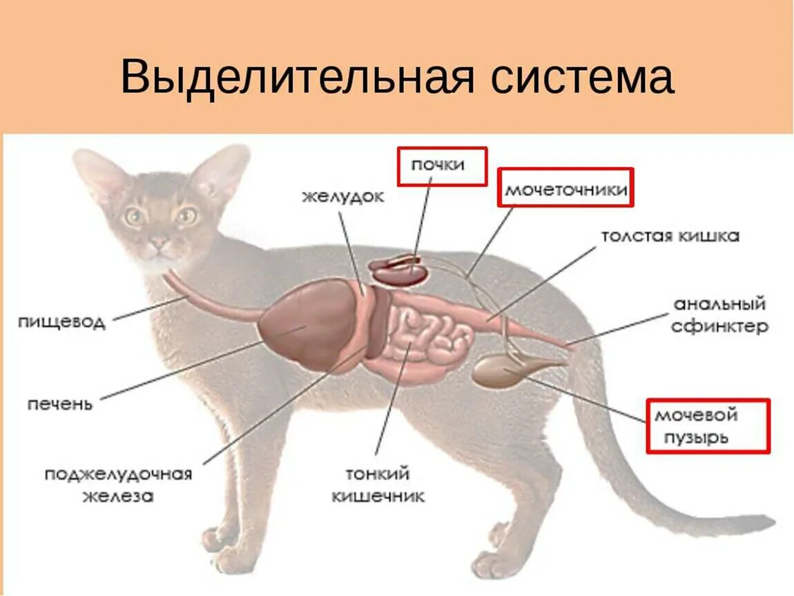 Выделительная система млекопитающих 7 класс. Система выделения у млекопитающих. Строение выделительной системы анатомия. Строение кошачьей выделительной системы.