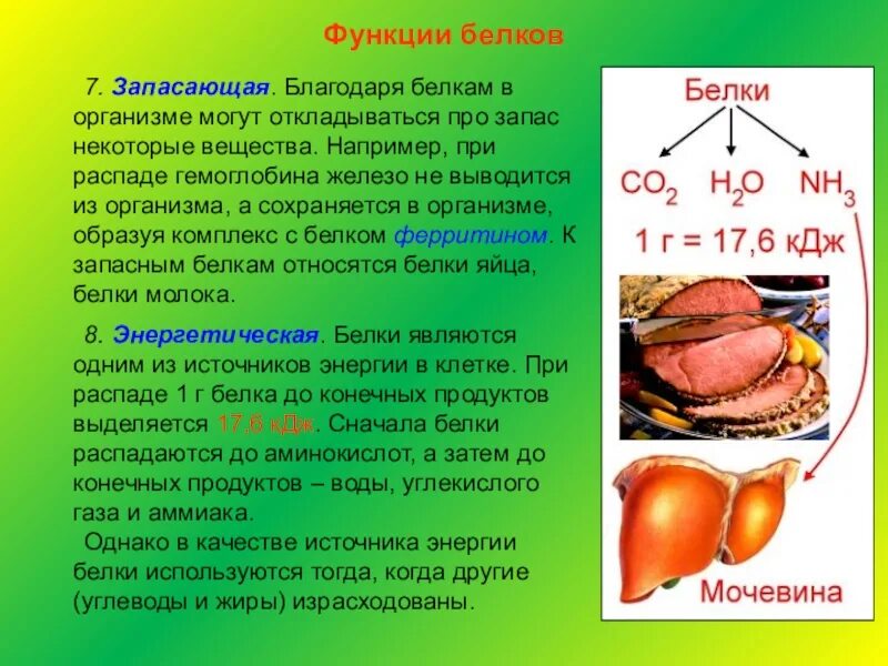 Белок в организме человека. Функции белков в организме. Функции белков в организме человека. Белки функции в организме. Печень организма углеводы