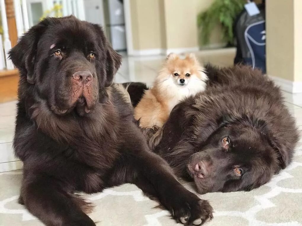 тибетский мастиф. порода тибетский мастиф. леонбергер тибо. леонбергер рыжий. леонбергер и тибетский мастиф.