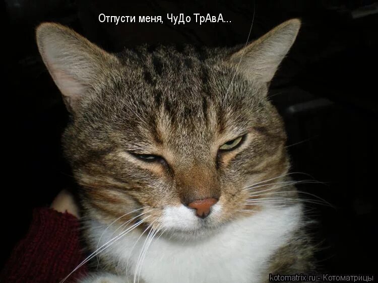 Отпусти меня чудо трава кот. Отпусти меня чудо трава прикол. Отпусти трава. Отпусти трава. Отпусти меня чудо трава прикол.