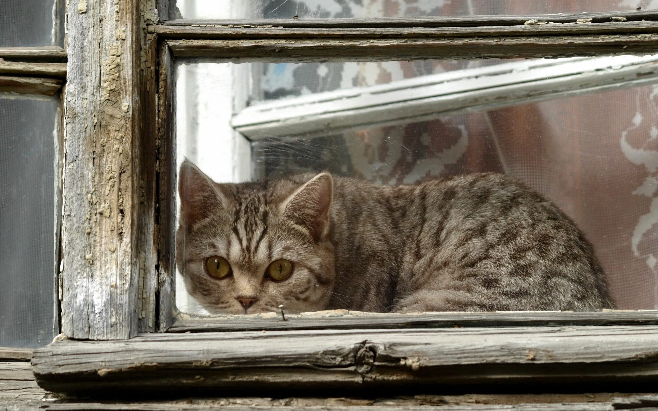 Я выглянул из окна и увидел. Кот на окне. Кошки на окошке. Коты на подоконнике. Котик у окна.