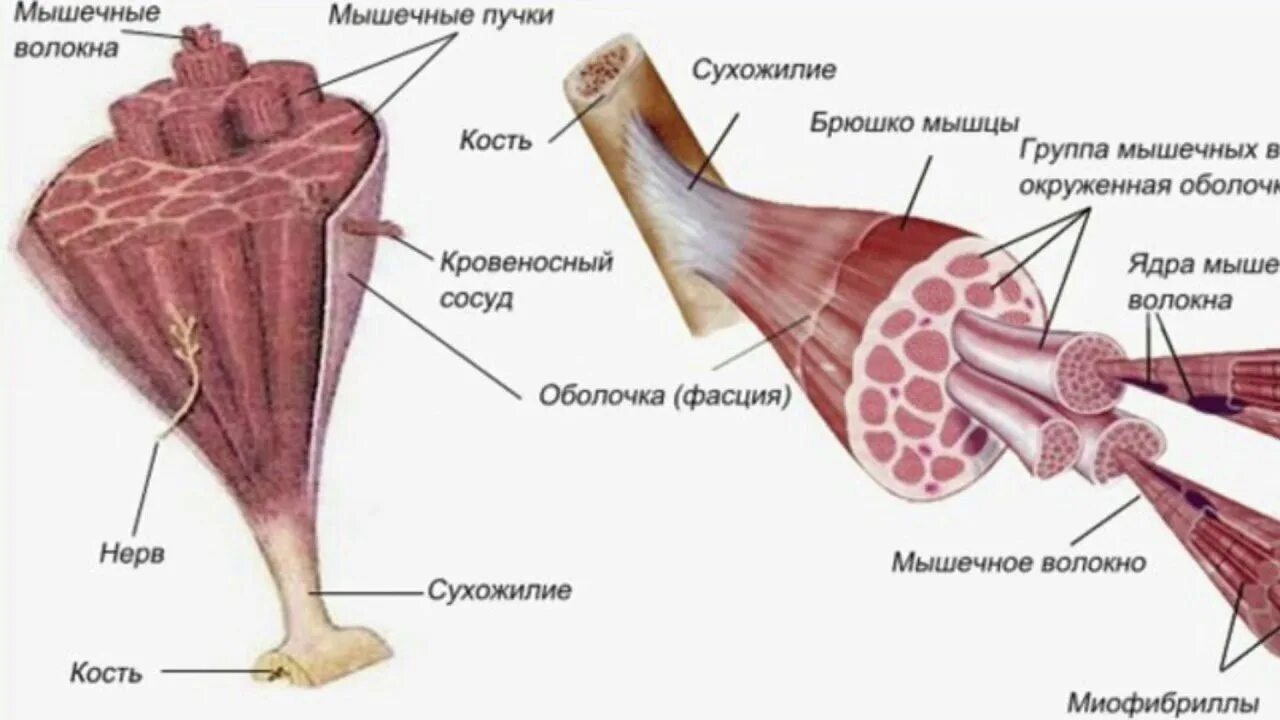 Скелетные мышцы схема