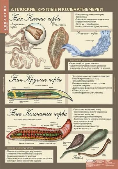 Сравнение строения червей. Таблица круглые и кольчатые черви 7 класс. Круглые и кольчатые черви биология 7. Биология плоские круглые и кольчатые черви. Тип плоские черви Тип круглые черви Тип кольчатые черви.