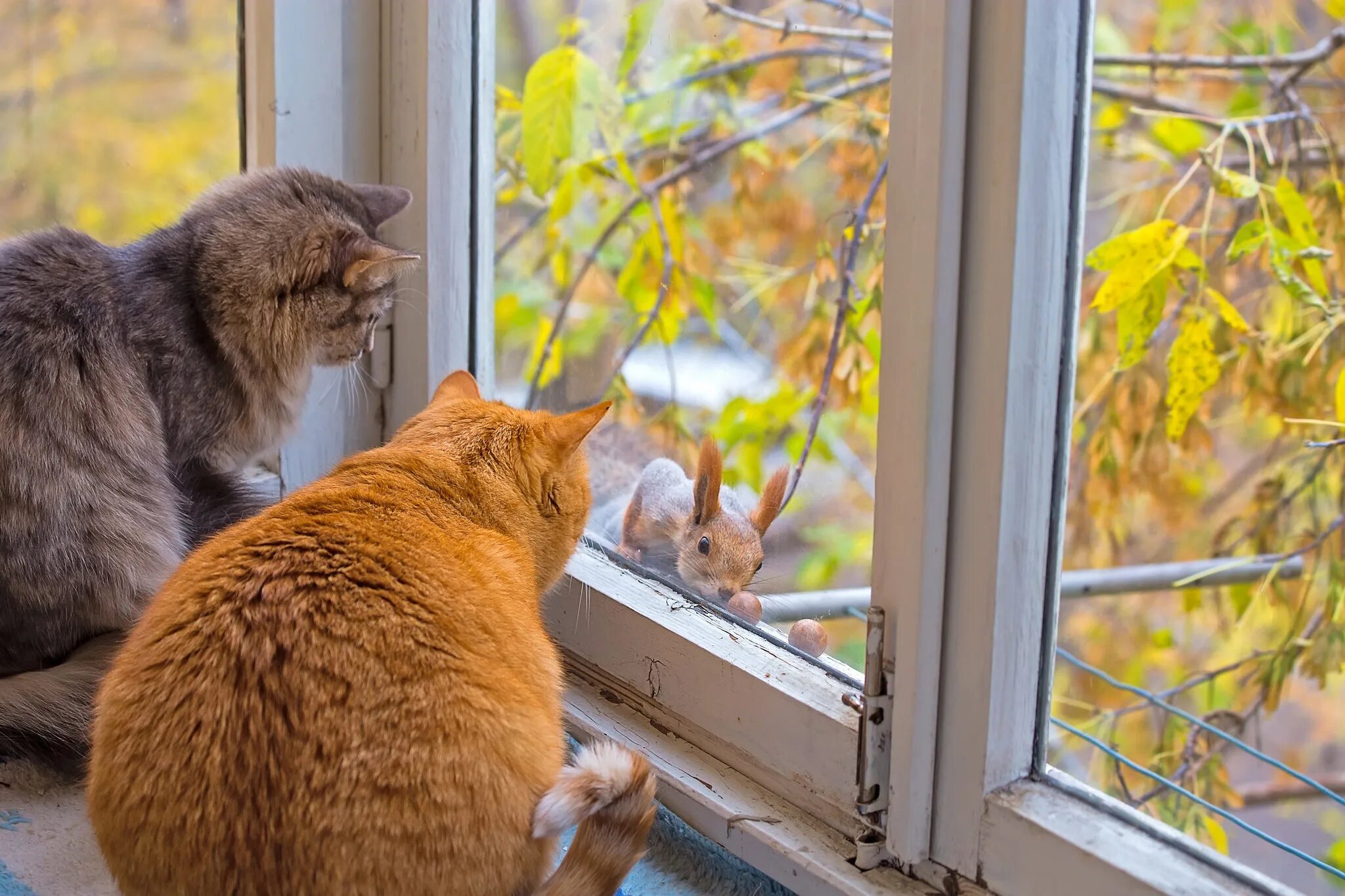 Кот под окном. Рыжий кот на подоконнике. Кошка на окне. Коты в окне. Кошки на окошке.