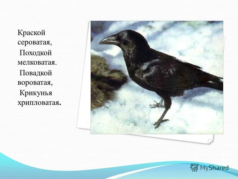 Какое чувство вызвала у тебя сорока выскочка. Сорока без хвоста. Сорока без хвоста выскочка. Птица крикунья. Сорока из выскочки без хвоста.