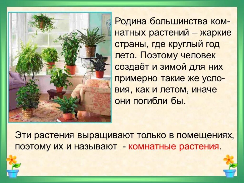 Комнатные цветы презентация. Комнатные растения окружающий мир. Презентация на тему комнатные растения. Презентация на тему цветы. Соломенникова мир комнатных растений