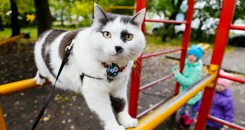 Коте леве