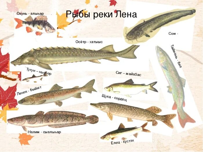 Какая рыба в лене реке. Река лена рыба. какая рыба водится в реке лена. рыба реки лены. рыбы обитающие в якутии.