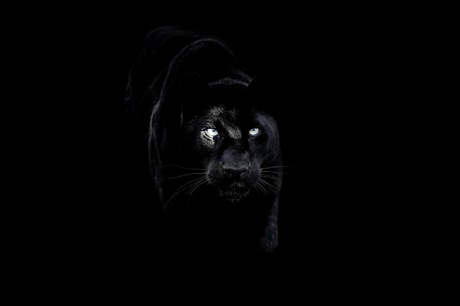 Черная пантера на заставку телефона. Пантера. Черная пантера на черном фоне. Черные обои. Темные обои.
