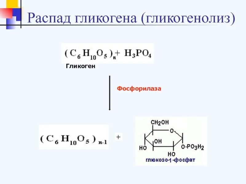 Распад гликогена. Распад гликогена реакции. Гликогенолиз. Фосфоролитический распад гликогена.