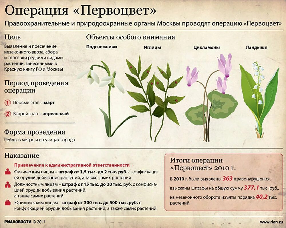 Первоцветы цель. Первоцветы и сроки цветения. Операция первоцвет. Первоцветы признаки. Первоцветы таблица.