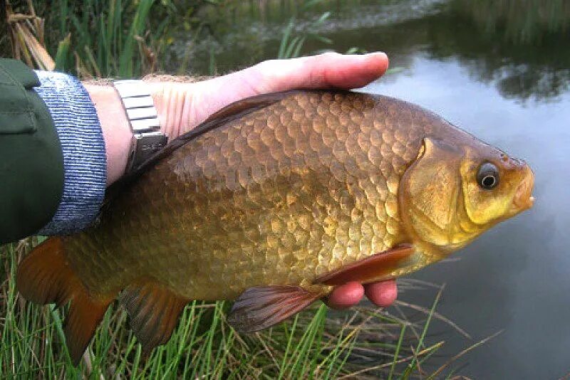 красный горбатый карась. ловим золотого карася. рыбалка золотые караси. карась золотой горбатый. ловля золотого карася.