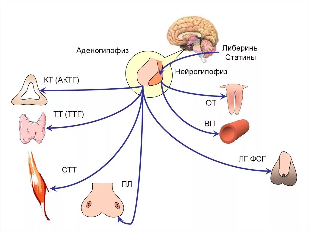 Какой гормон головной мозг. Гормоны гипоталамо-гипофизарной системы. 4 Гормона гипофиза. Поражение гипоталамо-гипофизарной системы. Гормоны гипоталамуса и гипофиза.