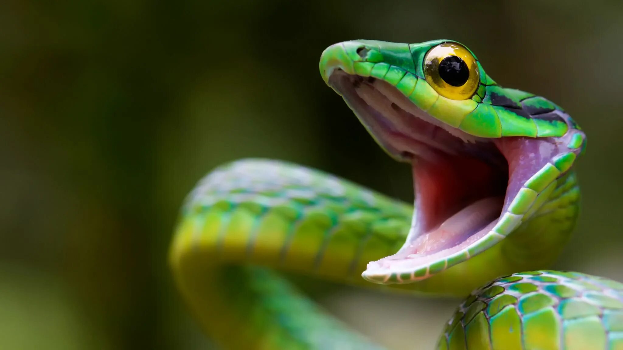 Зеленая куфия змея. Зеленая мамба (Африканский изумрудный гигант). Кольчатая водяная Кобра. Грин Снейк.