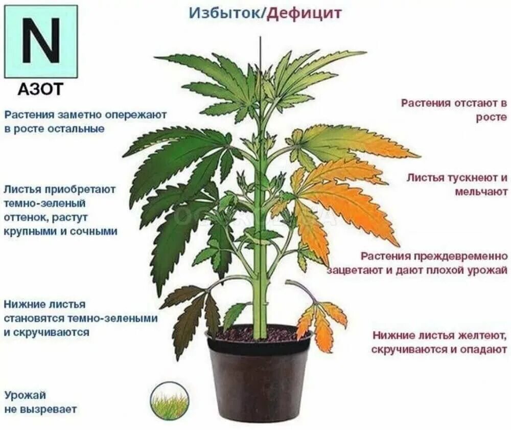 Недостаток азота у растений. Дефицит ахота у растений. Дефицит и избыток азота в растениях. Дефицит азота у растери. Чем вода помогает растениям