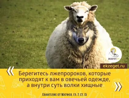 Волк в овечьей одежде