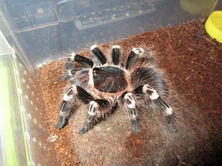 MOULTING TARANTULA Spider on left, old exoskeleton on the right. Photographer &