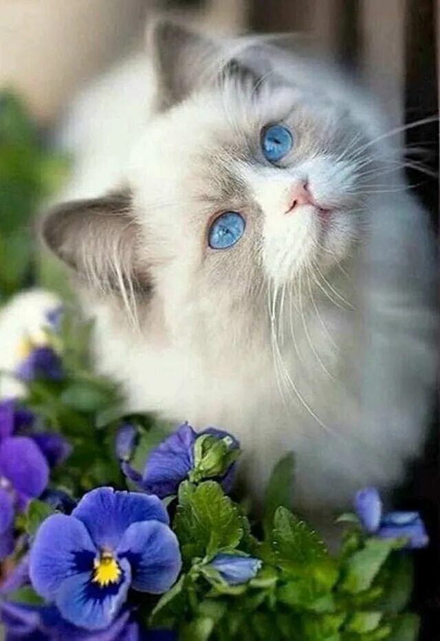 Доброе утро картинки красивые котята. Красивые котята. Красивые кошечки. Котятки с цветами. Кот с цветочком.