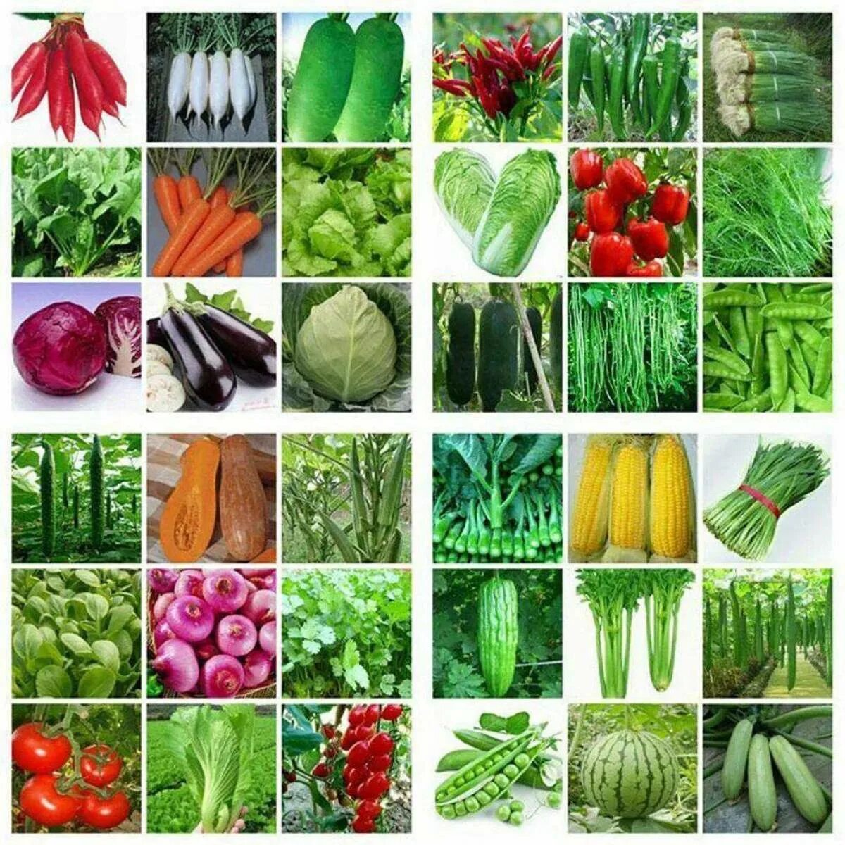 Семена овощей. Овощные растения. Семена овощей и зелени для огорода. Овощные культурные растения. Список овощных растений