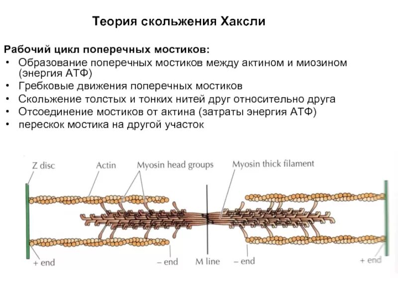 Миозин и актин теория скольжения. Теория мышечного сокращения Хаксли. Цикл миозиновых поперечных мостиков. Теория скольжения нитей физиология. Сокращение актина и миозина