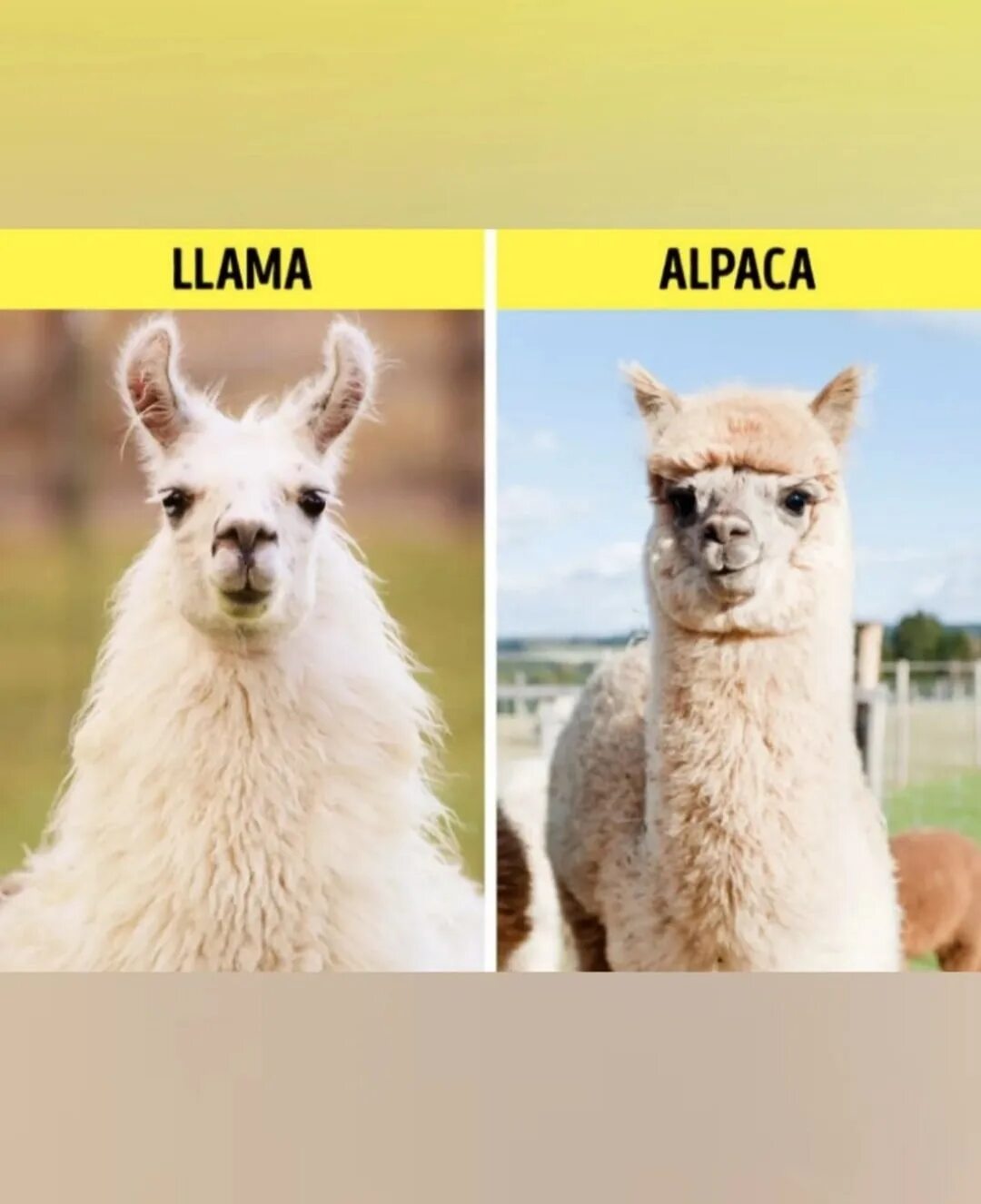 Отличить дали от. Лама альпака гуанако Викунья. Лама vs альпака. Лама альпака Викунья гуанако отличия. Отличие ламы от альпаки.