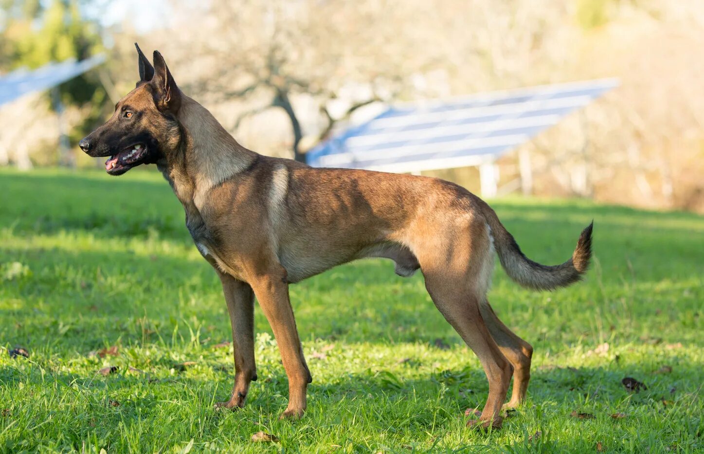 Как выглядит малинуа собака Malinois Dog Breed Appearance,Health,Activities and Other Information Malinois,