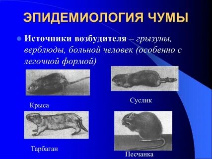 Источник чумы