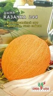 Дыня казачка