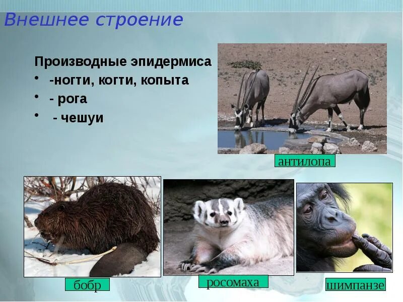Звери млекопитающие 2 класс окружающий. Млекопитающие животные список. производные эпидермиса млекопитающих когти рога копыта. животные для презентации. млекопитающие внешнее строение зверя.