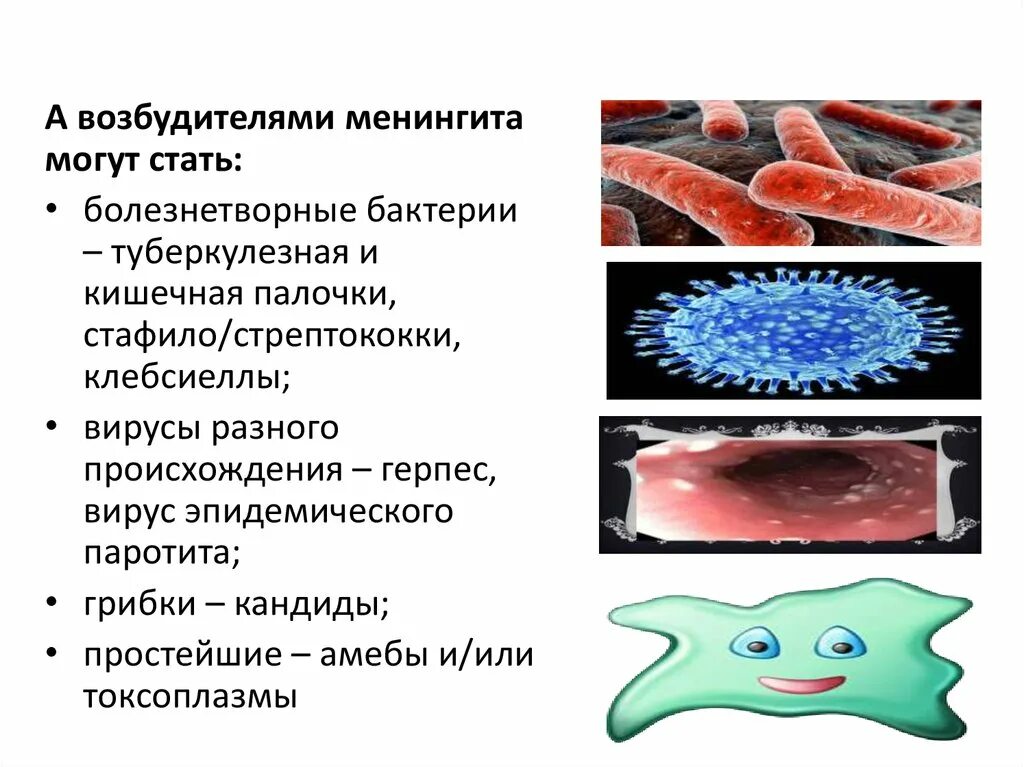 Болезнетворная бактерия палочка. Клебсиелла мозговых оболочек. Туберкулёзная палочка и кишечная палочка. Туберкулёзная палочка и кишечная палочка препарат. Сообщение о болезнетворных бактериях.