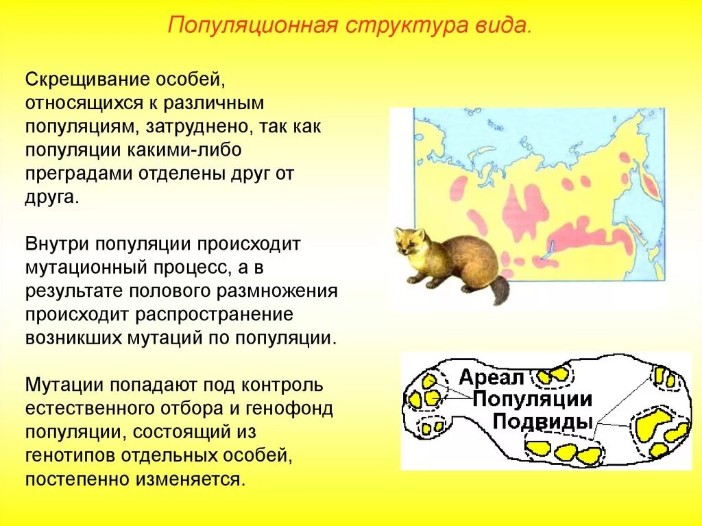 Образует различные природные популяции. Популяционная структура вида. Популяционная структура Аида. Виды структур популяции. Разные типы популяционной структуры вида.