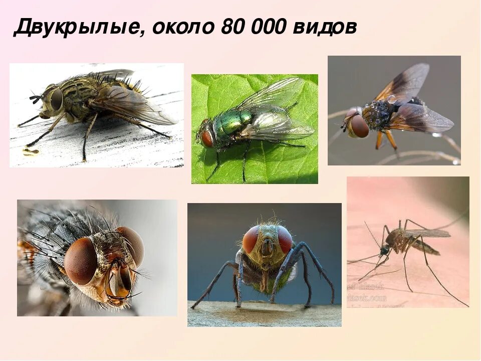 Значение двукрылых