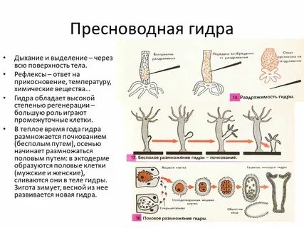 Установите последовательность этапов питания пресноводной гидры