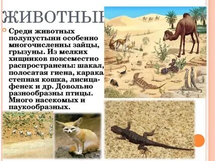 Какие животные в полупустынях