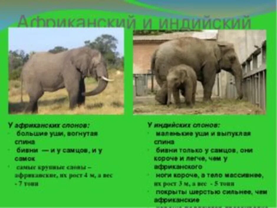 Африканский и индийский слон различия. Отличие африканского слона от индийского. Африканские и индийские слоны отличия. Африканские слоны и индийские слоны отличия. Чем отличается индийский слон от африканского 1