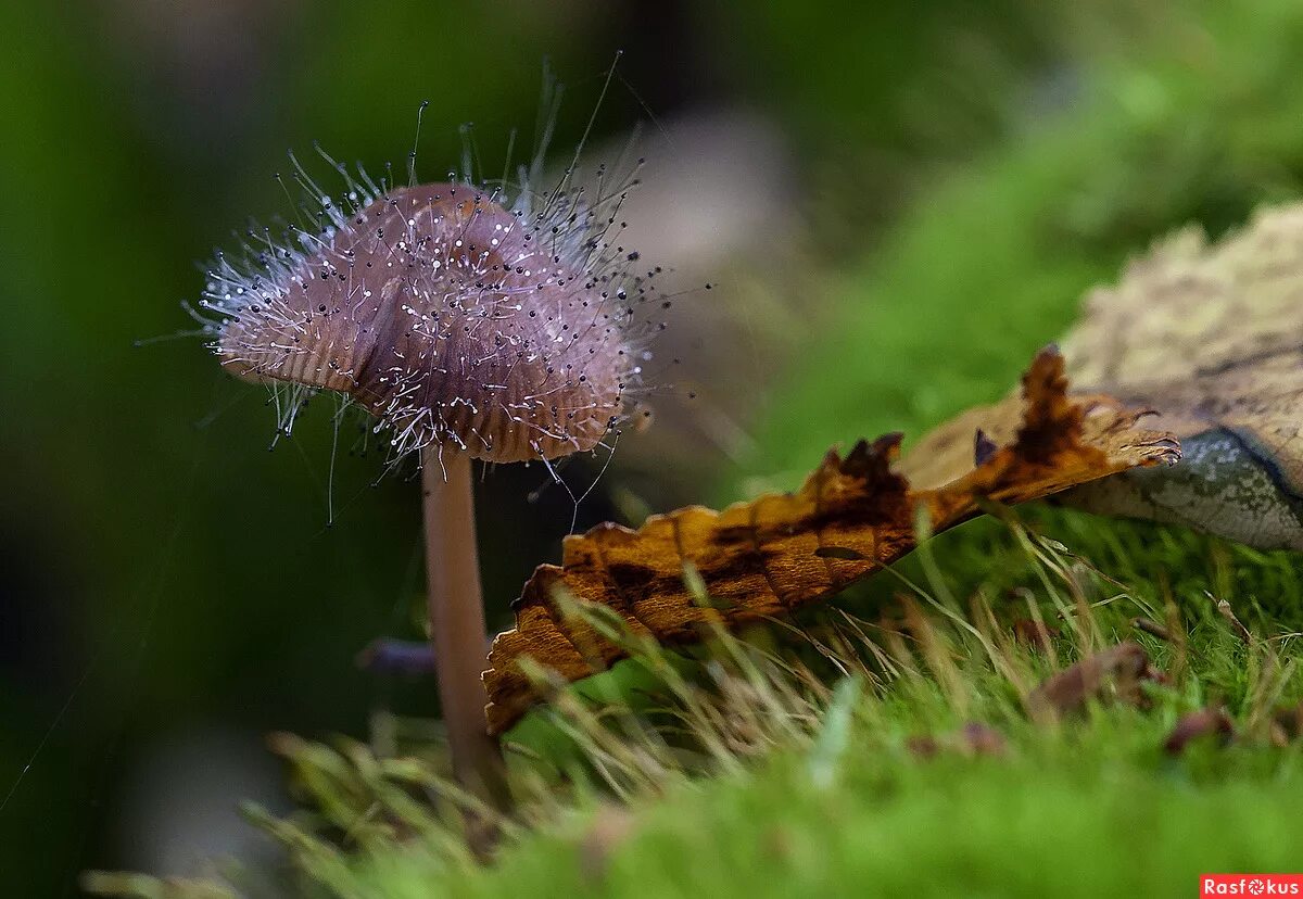 Оомицеты и зигомицеты. Зигомицеты. Зигомицеты мукор. Зигомицеты. Мицена волосистая гриб.