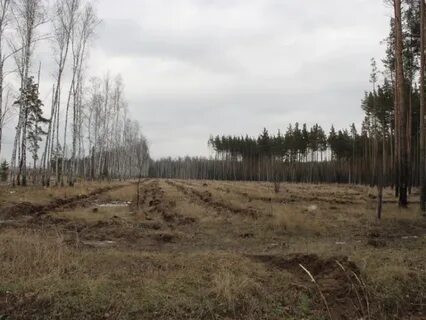 Благодаря лечения я быстро поправился вырубая леса