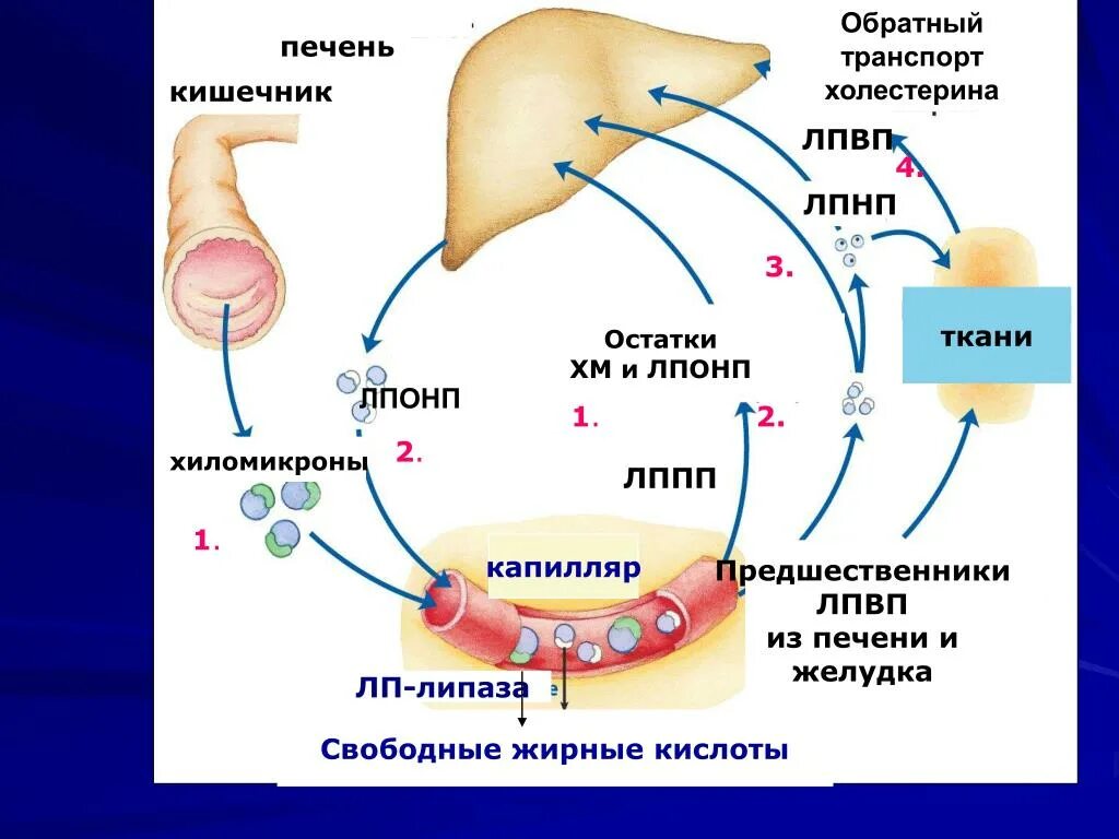 Схема транспорта холестерина в организме. Выработка холестерина в организме. Схема метаболизма липидов в организме человека. Транспорт холестерола в организ.