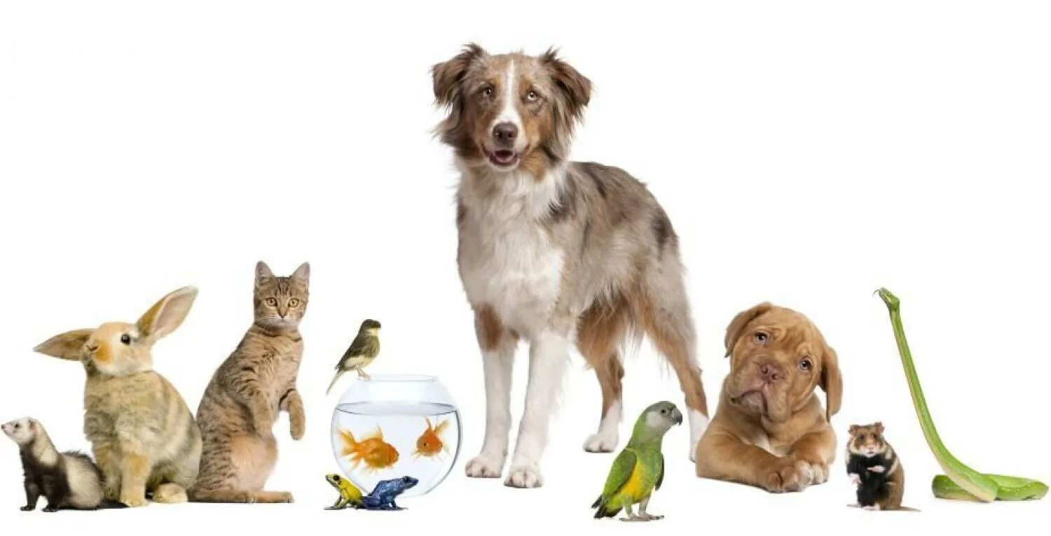 Popular pets. The most popular pets in the world. Pets are our friends. Кошки и собаки реклама. Домашние питомцы.