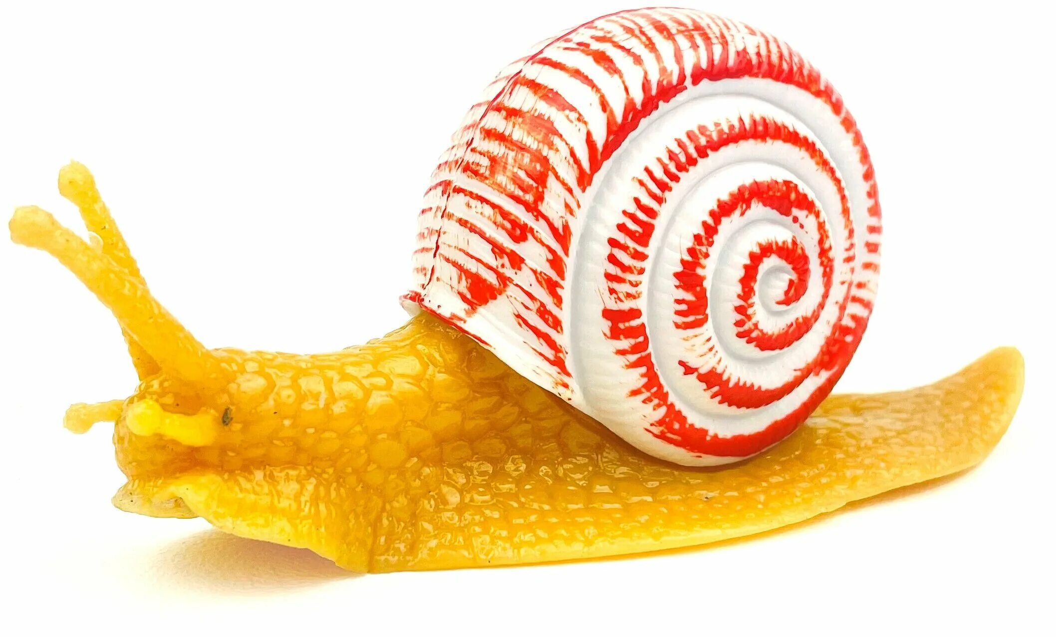 малакология. виноградная улитка маленькая. улитка ахатина. малазийская трубчатая улитка.