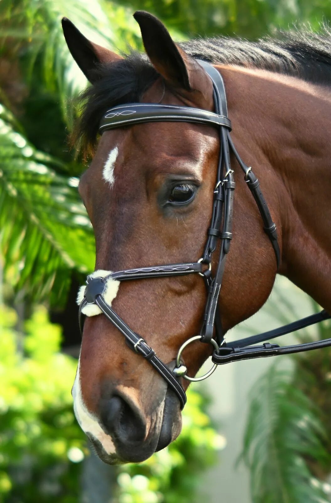 English bridle. Оголовье огs60. Лошадь с желтой лентой победителя. J&fj baker bridle butt. Вороная лошадь в желтом впльтрапе.