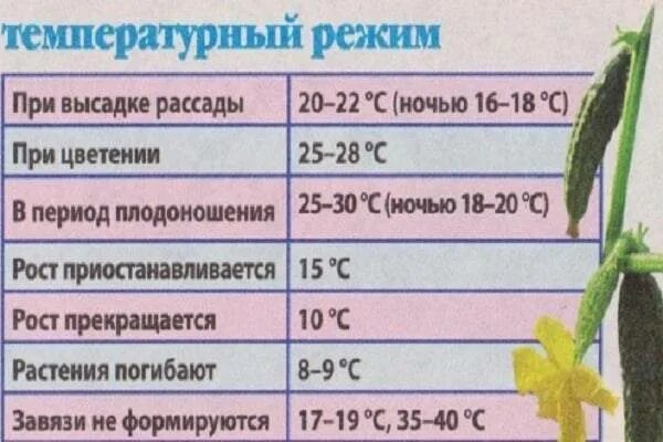 Температура в цветочном холодильнике. Земляника температура. Температура для рассады. При скольких градусах мерзнут рассады. Температура грунта для рассады.