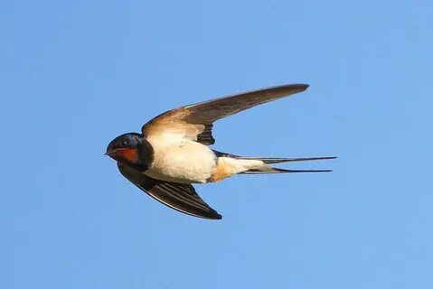 Айналадағы сперматозоидтардың порно видеосы