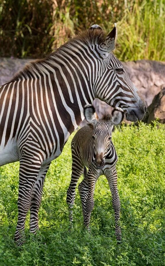 Animal mums. Зебра Греви. Маврикий зебры сафари. Детеныш зебры. Зебры в Кении.