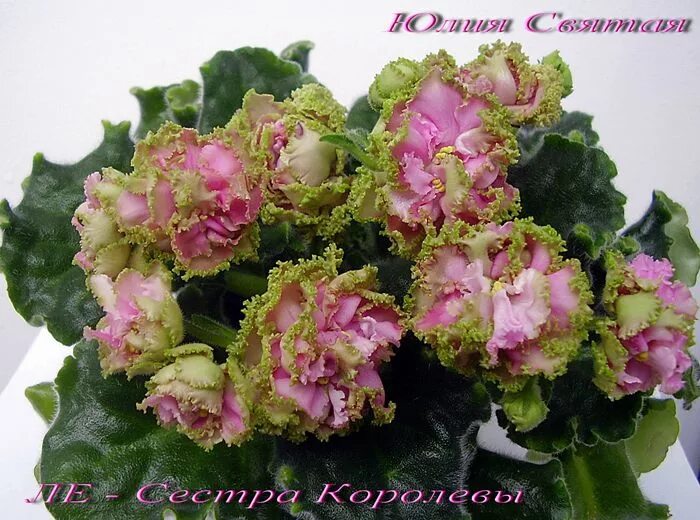 фиалка сестра королевы. ле сестра королевы фиалка. ле сестра королевы. ле сестра королевы фиалка. фиалка сестра королевы.