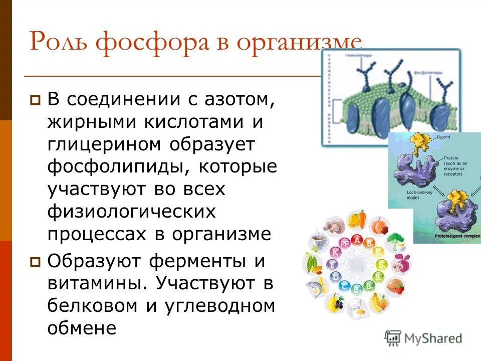 Роль фосфора в организме. Соединения фосфора в организме. Функции фосфора в организме человека.