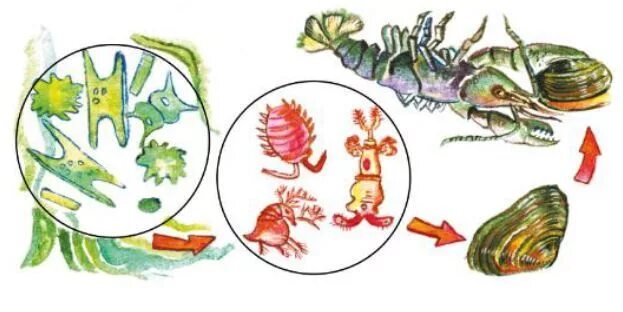 схема цепи питания в пресных водах. схема питания пресного водоема цепи питания. пищевая цепочка питания. цепь питания трофическая цепь. цепь питания в пресных водах 4 класс схема.