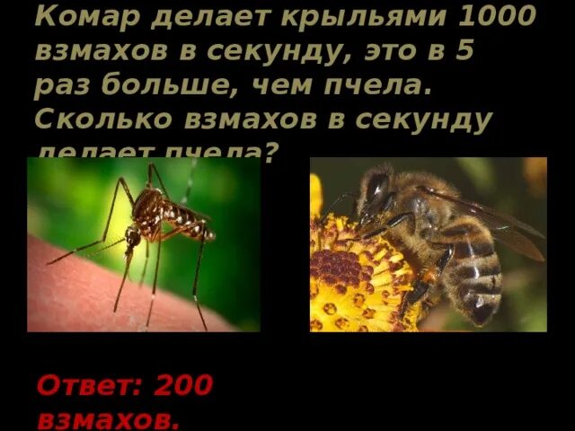 Сколько взмахов в секунду. Сколько взмахов в секунду делает комар крыльями. Сколько взмахов в секунду делает пчела крыльями. Сколько взмахов в секунду делает пчела. Сколько взмахов у комара в секунду.