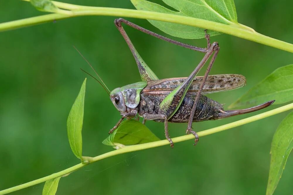 Насекомое пестрое. Серая кобылка кузнечик. Кузнечик серый (Decticus verrucivorus). Саранча насекомое. Сверчок стеблевой Дальневосточный.